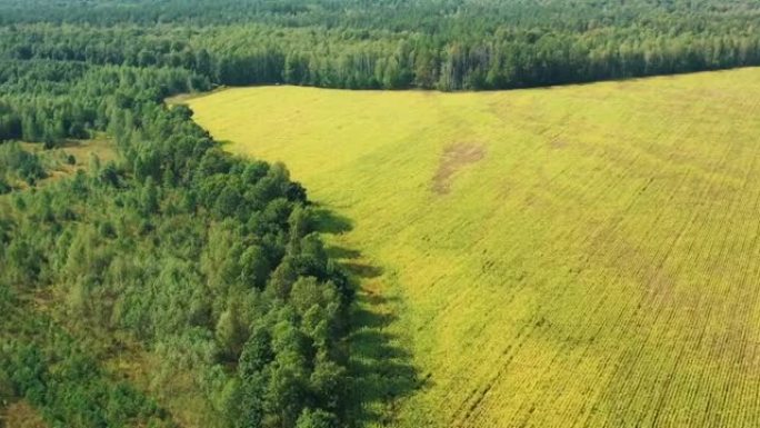 玉米玉米田和林区景观的鸟瞰图。种植园和绿色森林景观的俯视图。大规模的工业砍伐以扩大农业领域。4K