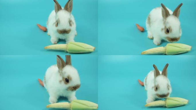 可爱的小兔子白棕色兔子在蓝色背景上吃新鲜的小玉米。蓬松可爱的可爱的白兔玉米孤立。复活节动物概念。