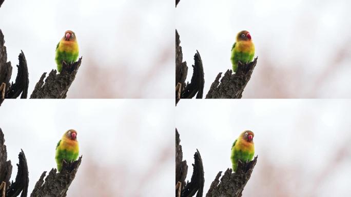 Fischers Lovebird - Agapornis fischeri小鹦鹉鸟，绿色的背部，胸