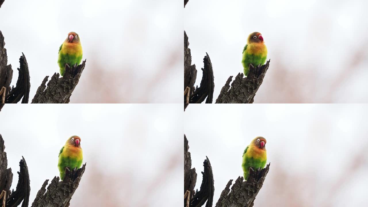 Fischers Lovebird - Agapornis fischeri小鹦鹉鸟，绿色的背部，胸