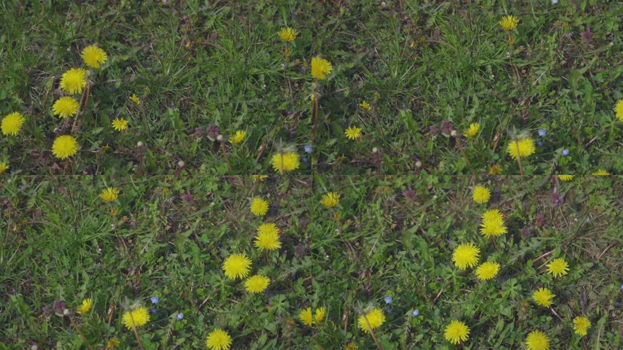 4k视频剪辑的丹达利翁花开并生长在草地背景上。蒲公英盛开的花。
