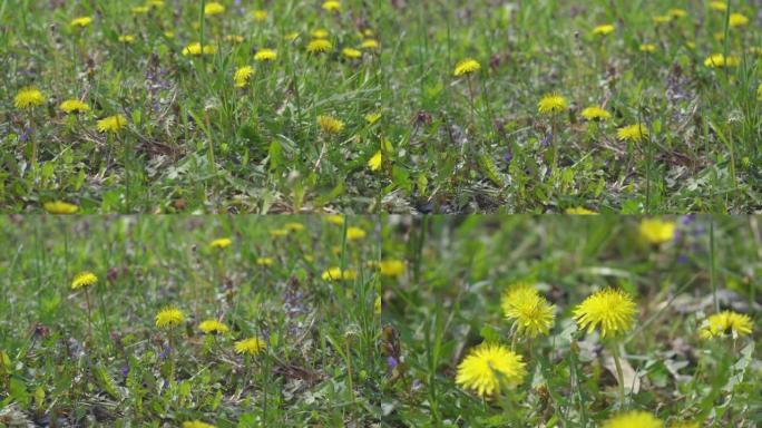 4k视频剪辑的丹达利翁花开并生长在草地背景上。蒲公英盛开的花。