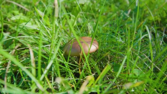 在明亮的阳光下在绿草丛中生长的蘑菇