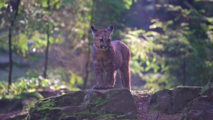 早晨日出时，年轻的美洲狮 (Puma concolor) 美丽而危险地在北美森林的岩石之间穿过树林。