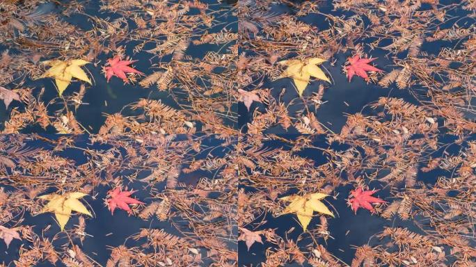 在阳光明媚的大风天，五颜六色的枫叶和黎明的红杉叶漂浮在宁静的水上，4k镜头慢动作。