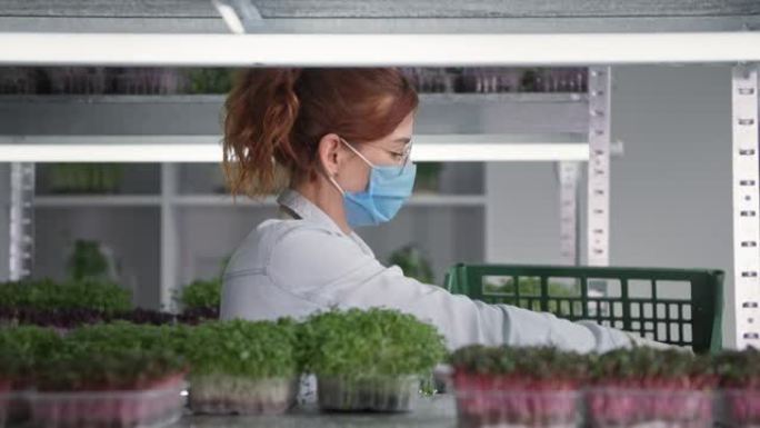 微型果岭，戴着医用口罩的女园丁检查温室货架上的年轻植物芽和架子幼苗容器