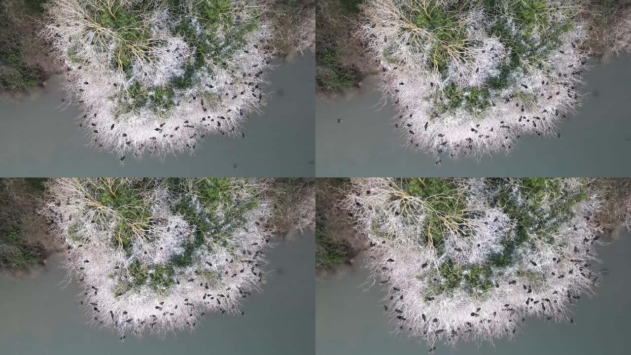 树上的鸬鹚无人机视频Anadoluhisari Beykoz伊斯坦布尔土耳其