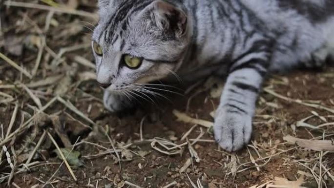 树林中一只躺在地上的条纹野猫的特写镜头。可爱的猫和小猫素材