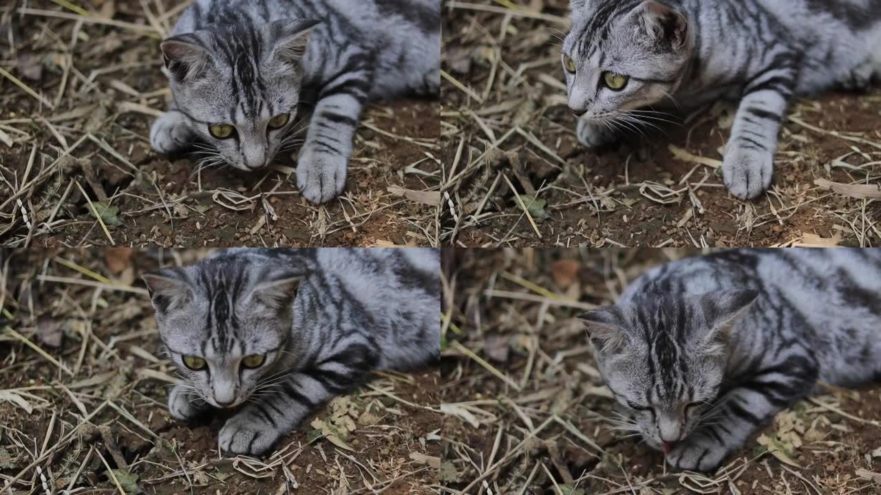 树林中一只躺在地上的条纹野猫的特写镜头。可爱的猫和小猫素材
