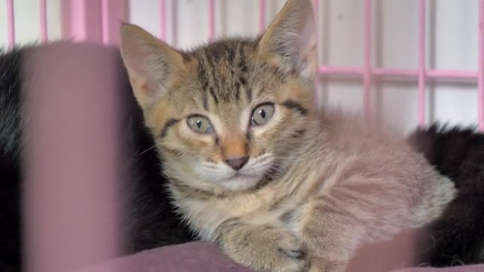 孤独的流浪小猫在宠物庇护所的笼子里，忍受着饥饿的悲惨生活，无家可归。动物庇护所概念