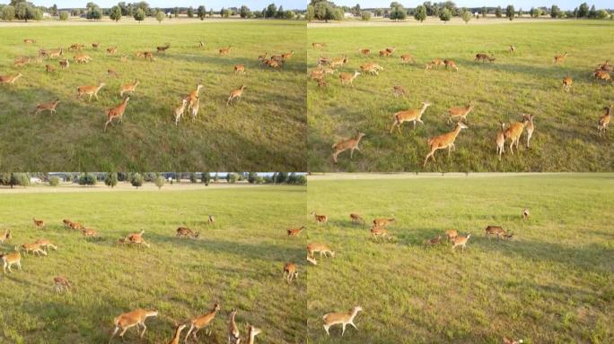 成群的ro鹿在绿色的草地上奔跑。对幼苗来说，Deers是危险的害虫。直升机飞越野生动物。野生动物从上