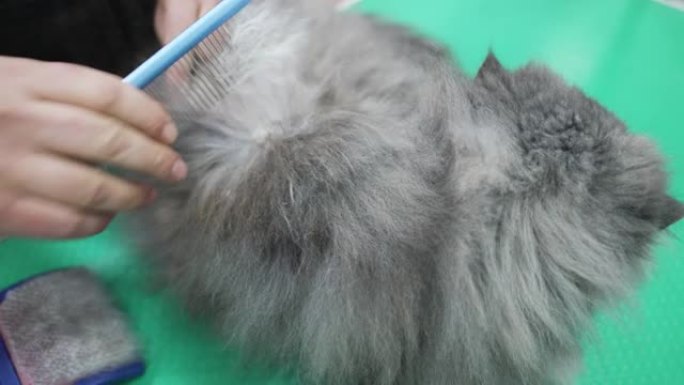 沙龙里理发的猫
