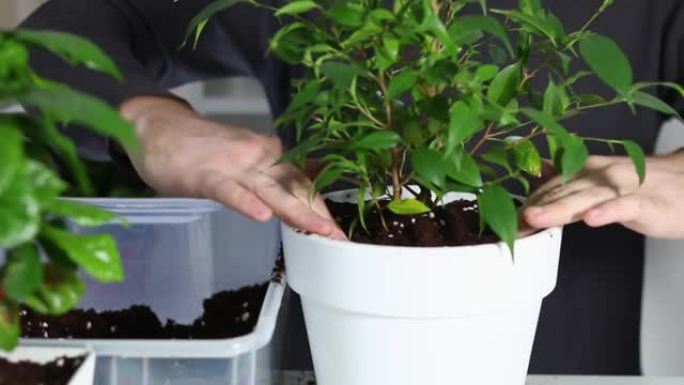 一名男子在将一株植物从旧花盆移植到新花盆后压实地面。家庭园艺。