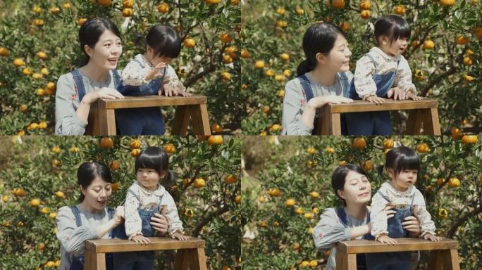 穿着相配服装的开朗的亚洲母亲和孩子站在果树附近的梯子上，挥舞着手向橘园远处的人打招呼