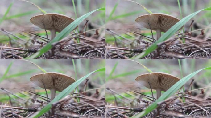 森林里有毒的米色蘑菇。不可食用蘑菇