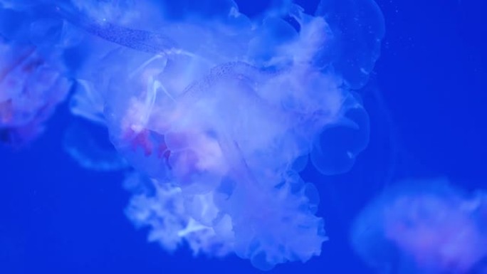 水母，美杜莎在蓝色水中游泳