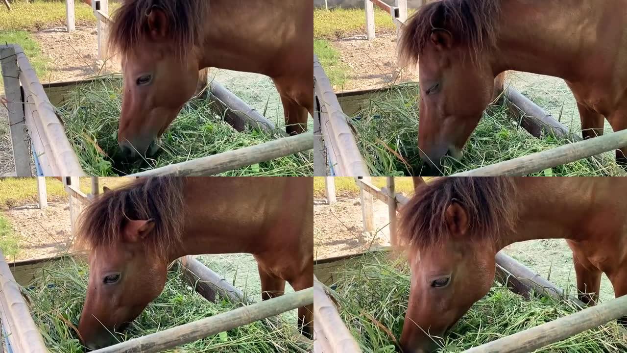 马正在马厩里吃草。
