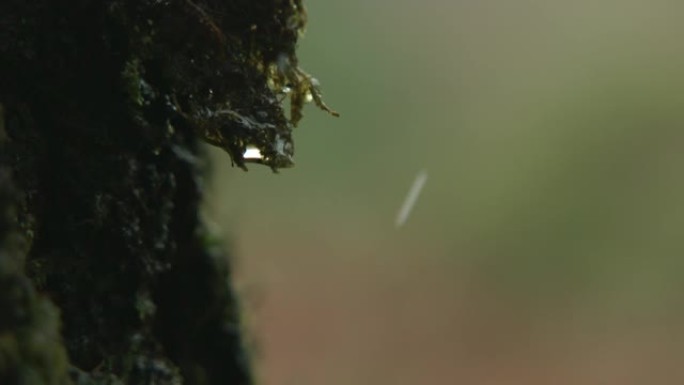 苏格兰森林中的苔藓上落下的慢动作150fps液滴