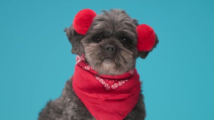 可爱的梅蒂斯狗戴着红色蓬松的耳机和蓝色背景上的头巾