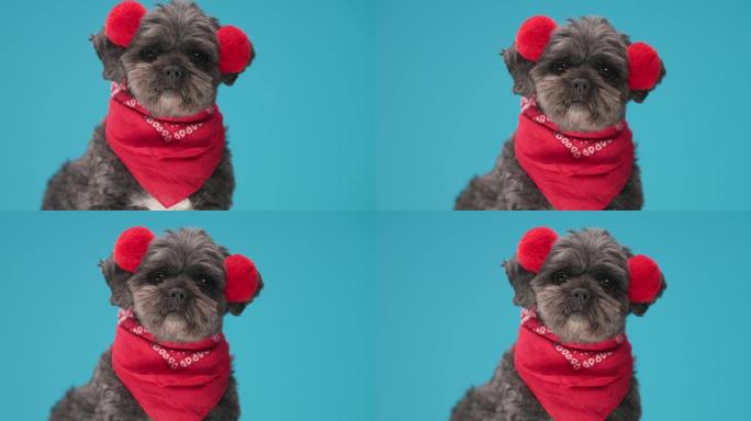 可爱的梅蒂斯狗戴着红色蓬松的耳机和蓝色背景上的头巾
