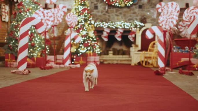 圣诞老人的大房子，许多圣诞树和糖果。一只猫走在装饰有灯光的圣诞屋里。圣诞树下有很多礼物