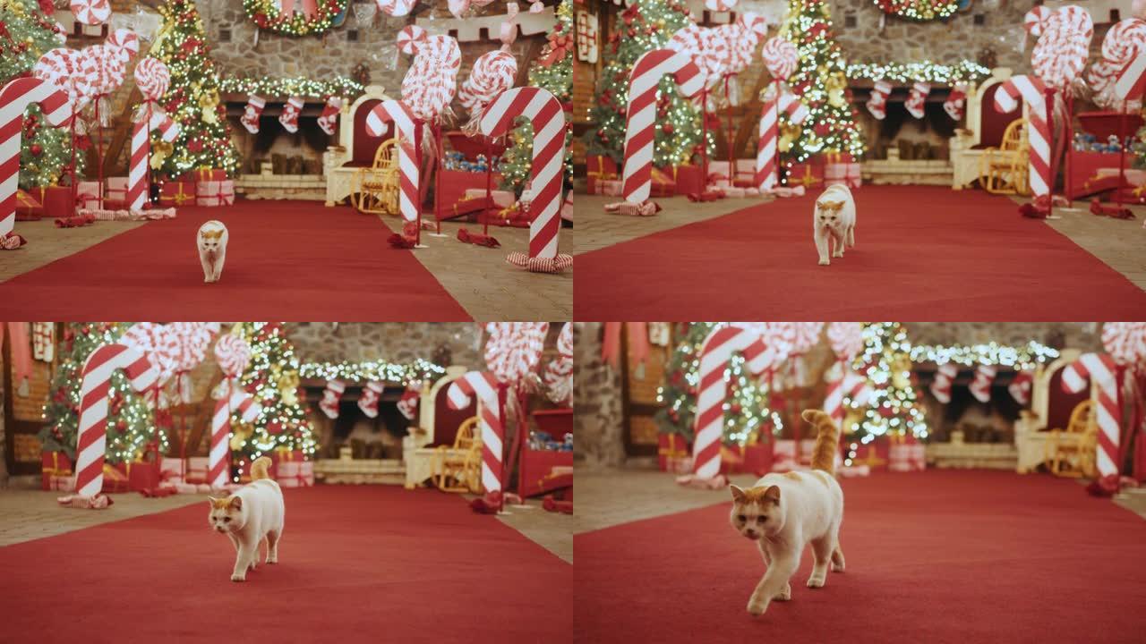 圣诞老人的大房子，许多圣诞树和糖果。一只猫走在装饰有灯光的圣诞屋里。圣诞树下有很多礼物