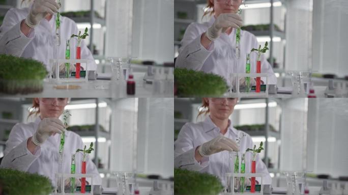 转基因植物的研究，女科学家在实验室用试剂和微绿剂检查试管，特写