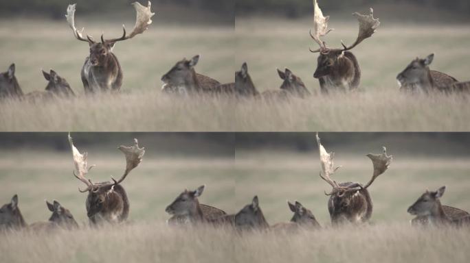 丹麦的小鹿发情季节