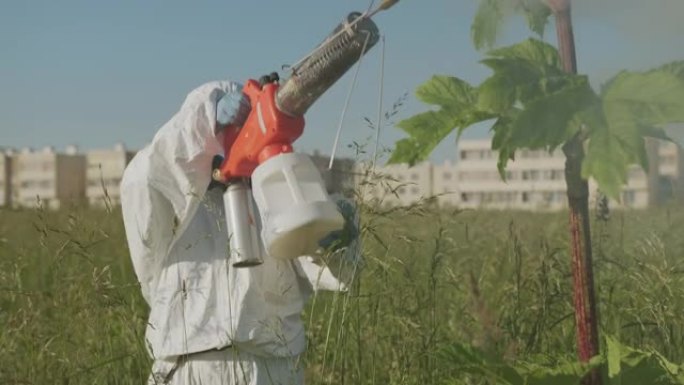 穿着防护服和呼吸器的农业工程师进行化学处理，用烟雾喷洒除草剂，以破坏牛的防风草