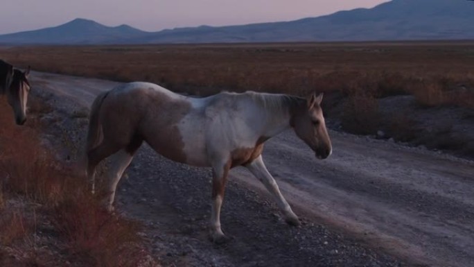 野马在犹他沙漠的黄昏穿越土路