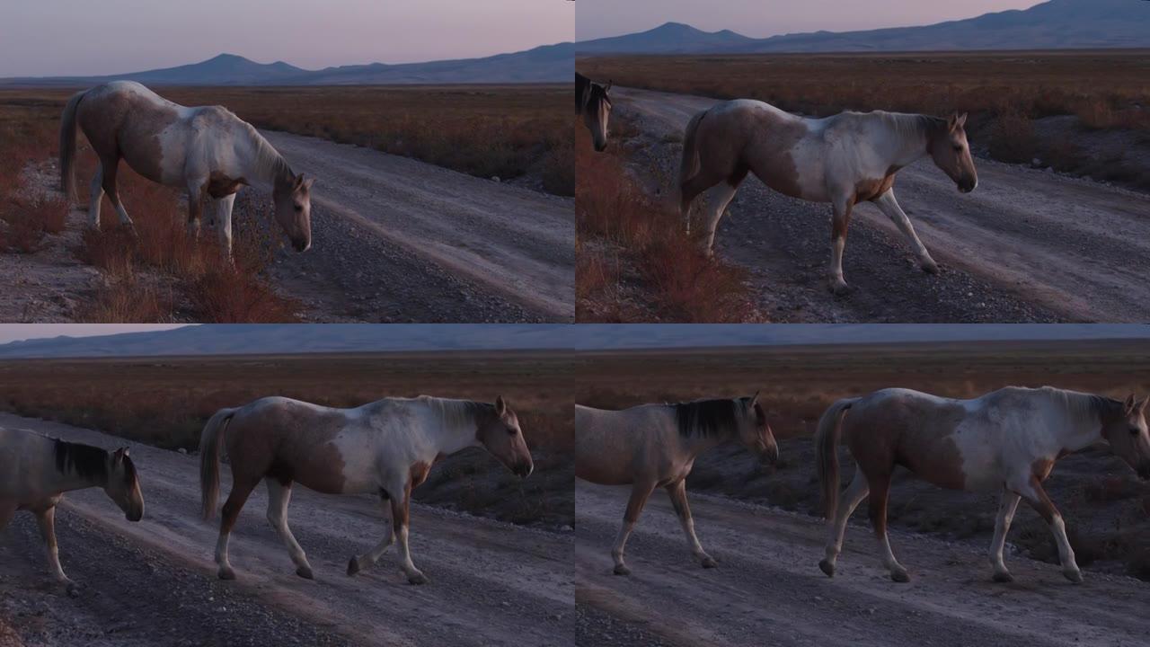 野马在犹他沙漠的黄昏穿越土路