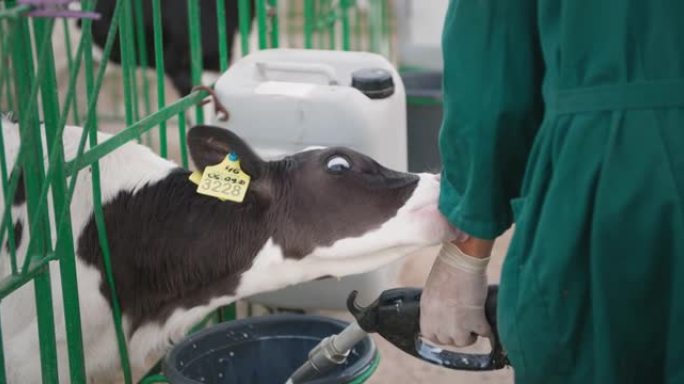 奶牛养殖，耳朵上有繁殖标签的有趣小牛舔着，咬着农民的手，他们倒牛奶在农场的马槽里喂牛