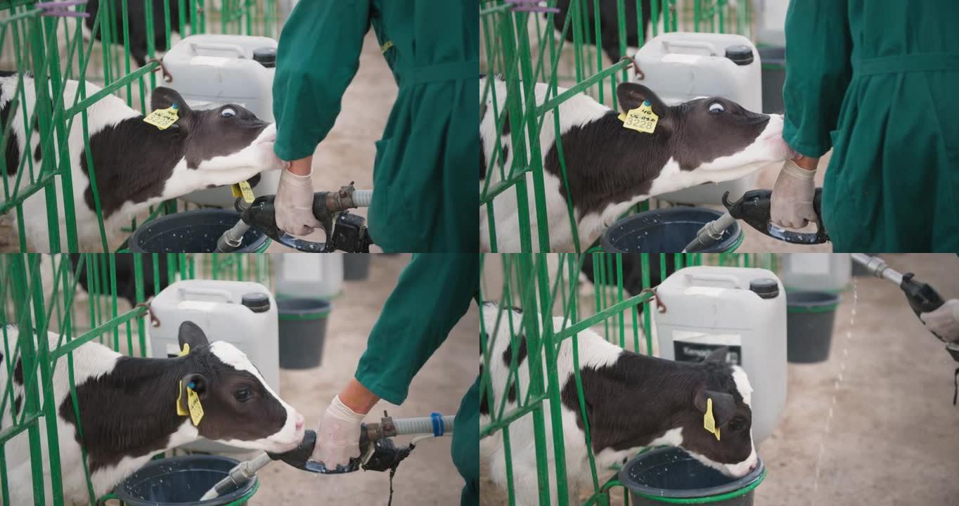 奶牛养殖，耳朵上有繁殖标签的有趣小牛舔着，咬着农民的手，他们倒牛奶在农场的马槽里喂牛