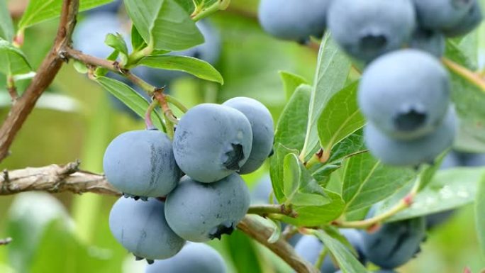蓝莓果实在花园里的灌木丛中成熟，特写录像