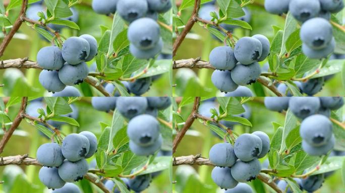 蓝莓果实在花园里的灌木丛中成熟，特写录像