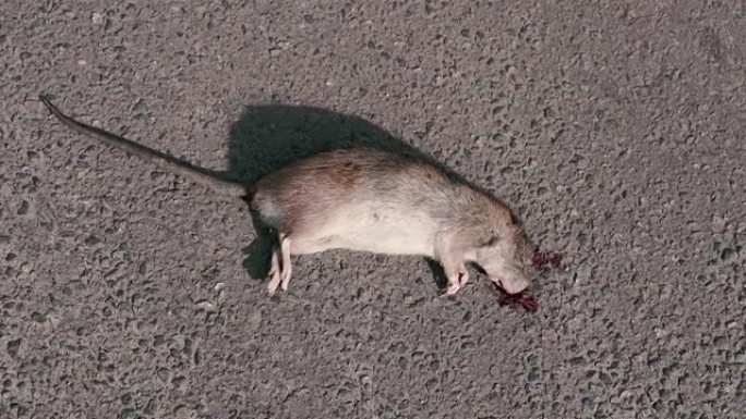 老鼠。一只死老鼠躺在沥青上。特写。
