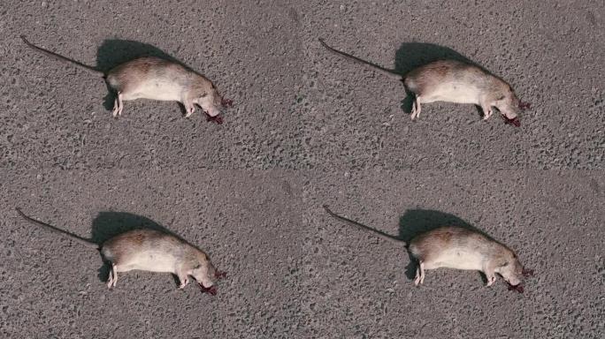 老鼠。一只死老鼠躺在沥青上。特写。