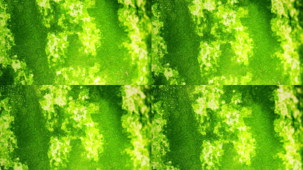 新鲜绿色条纹成熟多汁西瓜的背景纹理。一个大而有用的浆果。微距拍摄