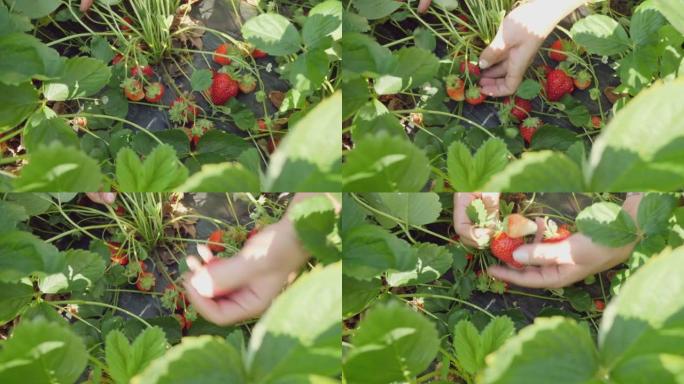 女人在田间收获草莓，双手特写