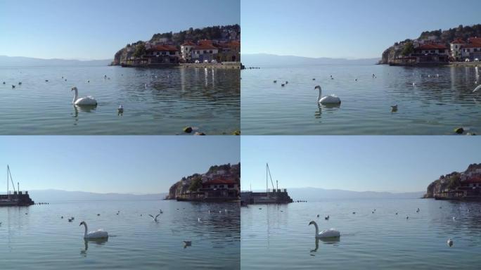 天鹅在奥赫里德湖中优雅地游泳，背景是奥赫里德老城的景色