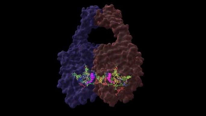 人拓扑异构酶2β 与DNA和抗癌药物米托蒽醌 (洋红色) 复合。