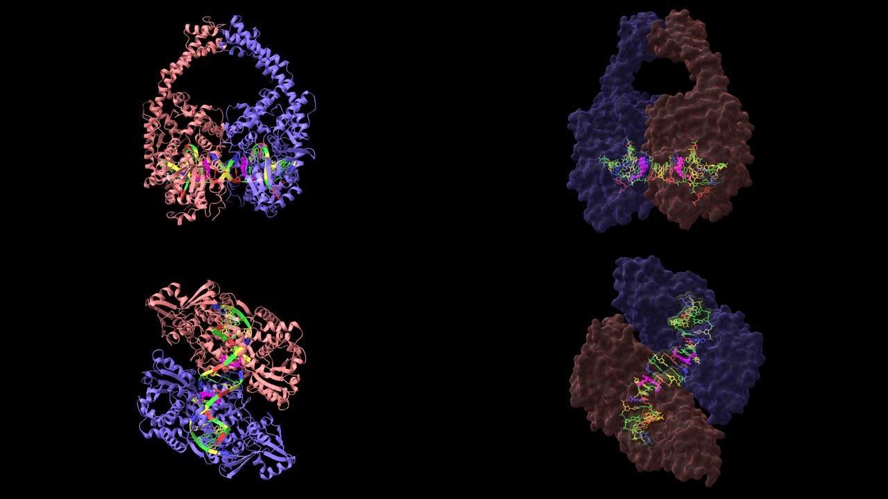 人拓扑异构酶2β 与DNA和抗癌药物米托蒽醌 (洋红色) 复合。