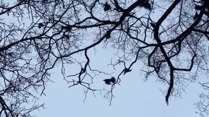 在傍晚的天空背景下，森林中裸露的树枝上有鸟乌鸦。