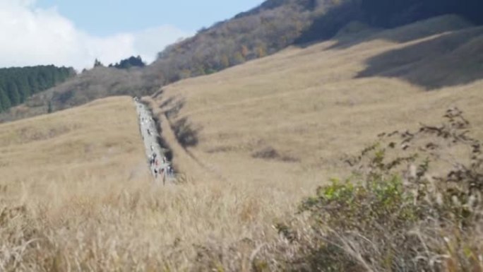 在日本箱根，人们走在中国银花草地上