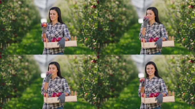 美丽的农夫从果园树上收集的新鲜成熟苹果她在镜头前与苹果合影，闻到苹果的味道，笑得很可爱