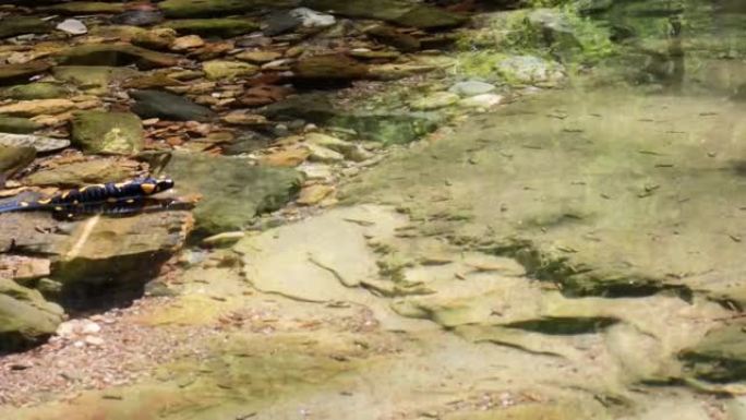 火蜥蜴在小溪里游泳，萨拉曼德拉萨拉曼德拉