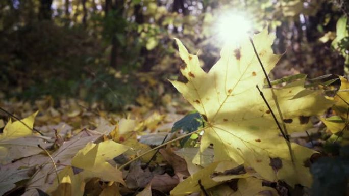 秋林中的树叶和美丽的叶子的摘要背景。明亮温暖的阳光和橙色干燥的枫叶在地面上。秋天