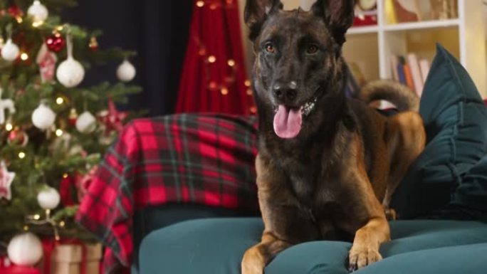 玛利诺·巴德躺在客厅的沙发上。比利时牧羊犬肖像，在相机里看。小狗吐舌呼吸的特写镜头。家中的家畜。圣诞