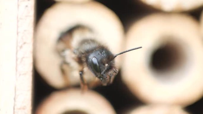 蜜蜂的头部呼吸沉重