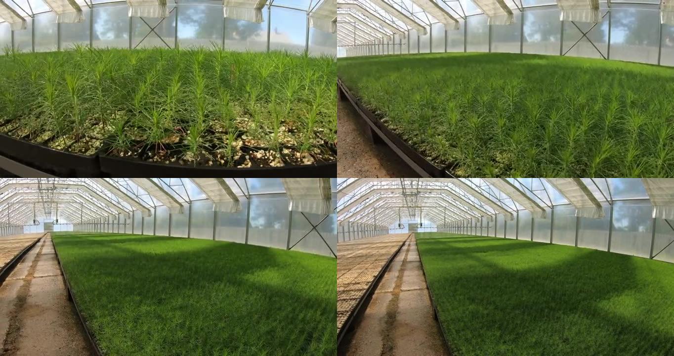 种植植物和树木的温室。